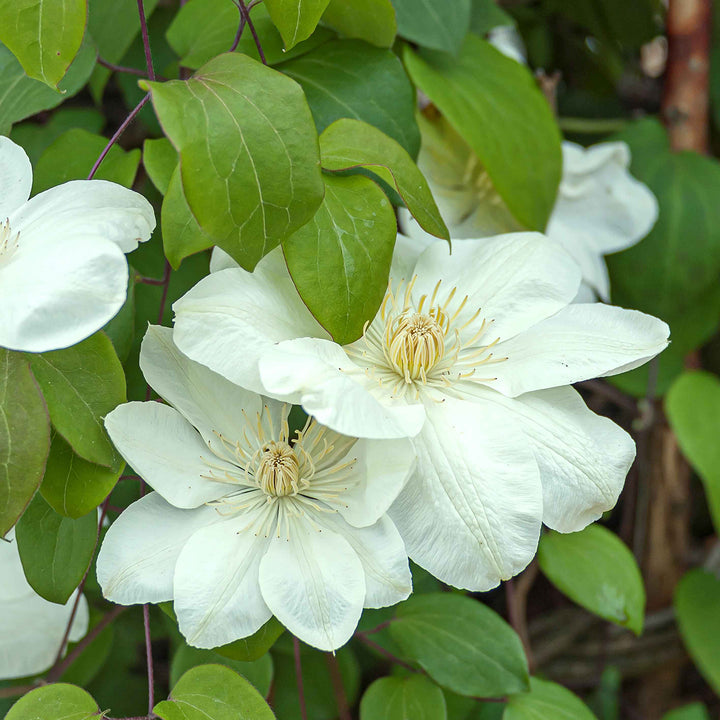Clematis Waldrebe 'Guernsey Cream' – Großblumige Hybride für Outdoor