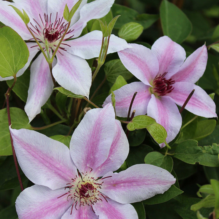 Clematis Waldrebe 'John Paul II' Outdoor Kletterpflanze