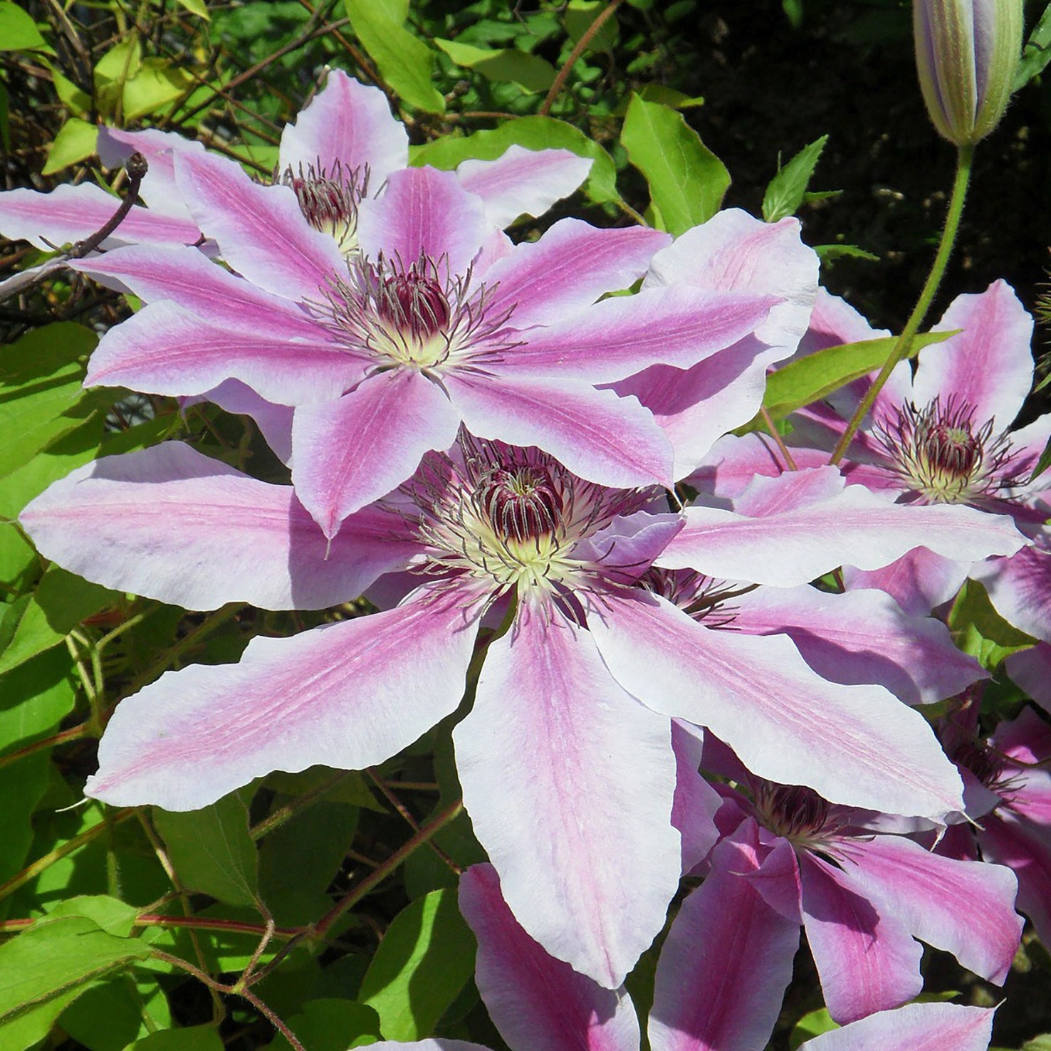 Clematis Waldrebe 'Nelly Moser' Outdoor