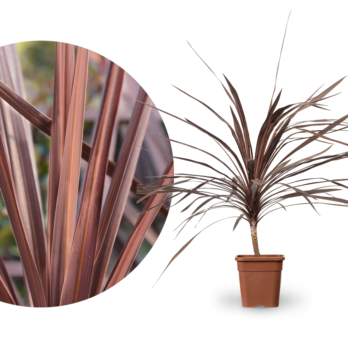 Cordyline australis 'Red Star'
