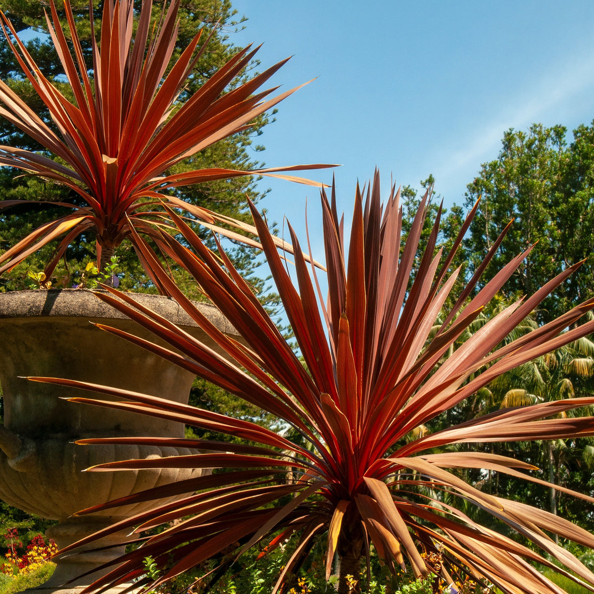 Zwei Cordyline australis 'Red Star' im Topf