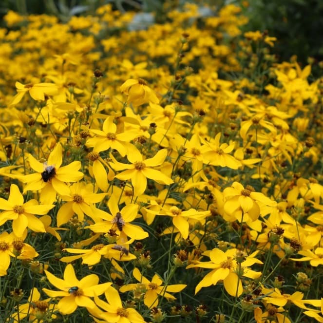 Coreopsis verticillata 'Grandiflora'