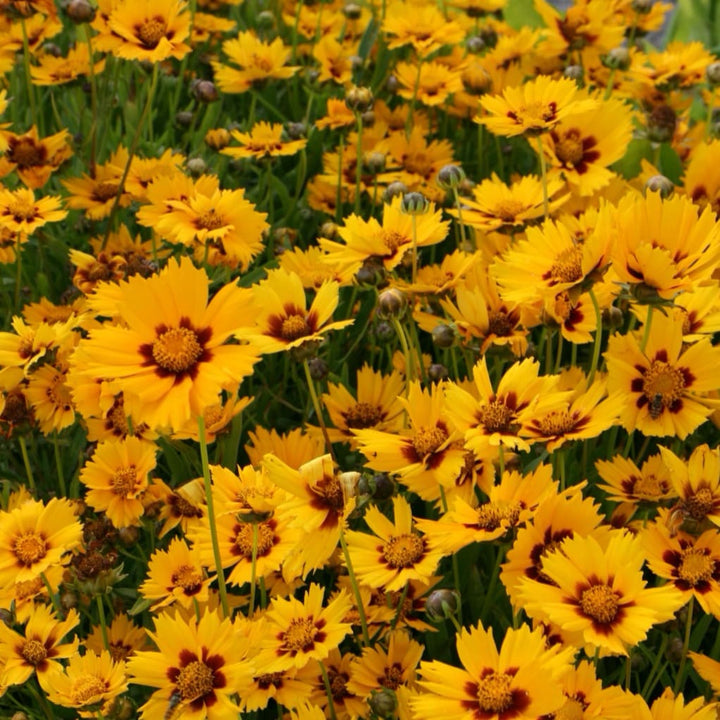 Coreopsis verticillata 'Grandiflora'