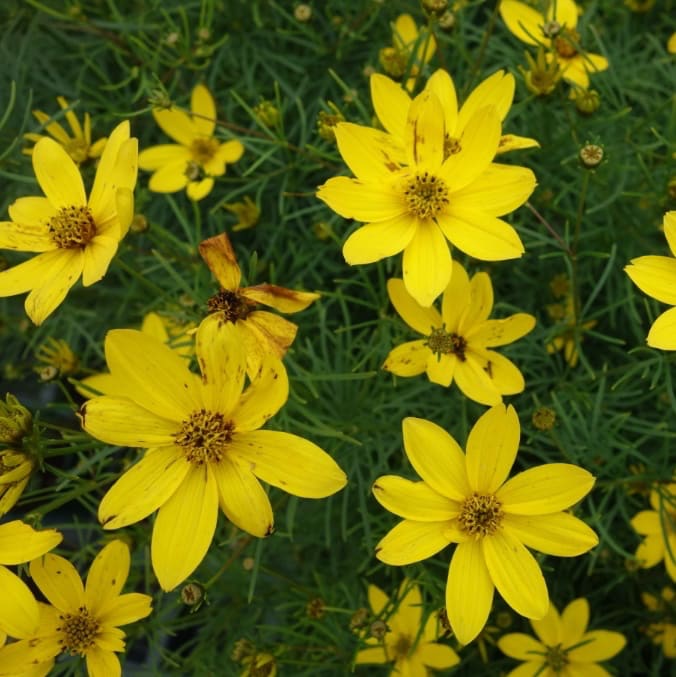 Coreopsis verticillata 'Zagreb'