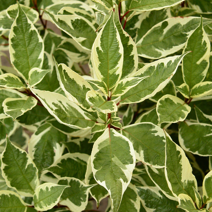 Cornus alba 'Ivory Halo'®