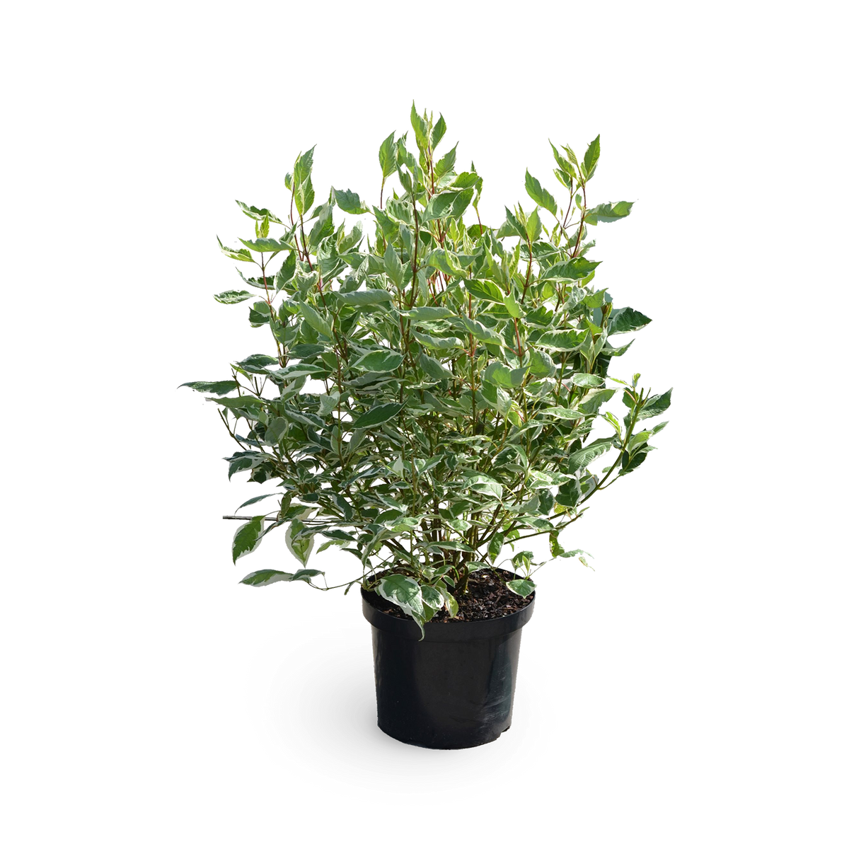 Cornus alba 'Ivory Halo'®