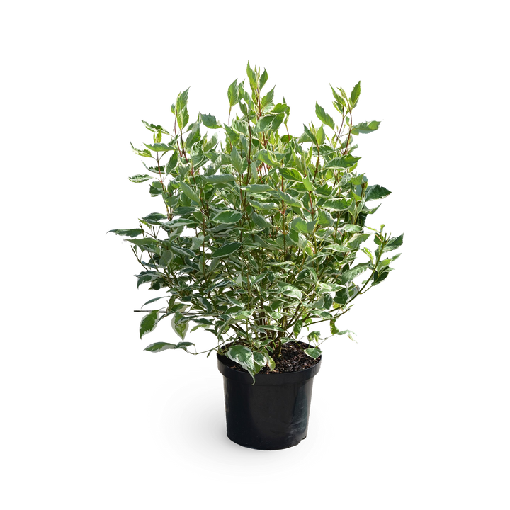 Cornus alba 'Ivory Halo'®