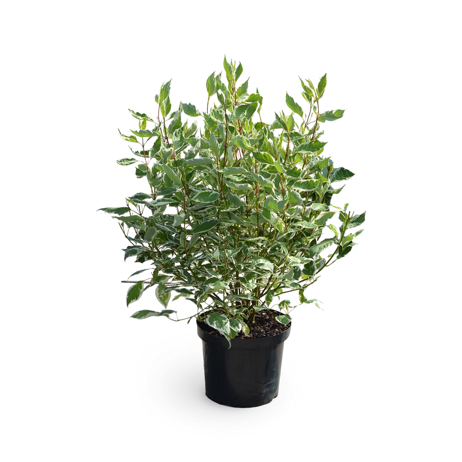Cornus alba 'Ivory Halo'®