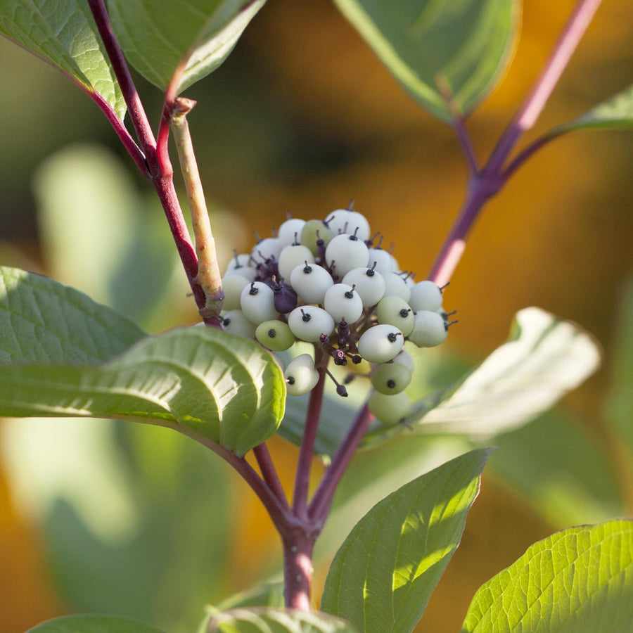 Früchte des Cornus alba 'Sibirica'