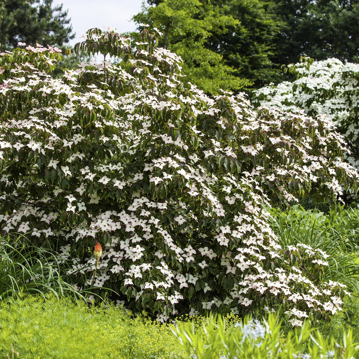 Blühender Cornus kousa 'Cappuccino'