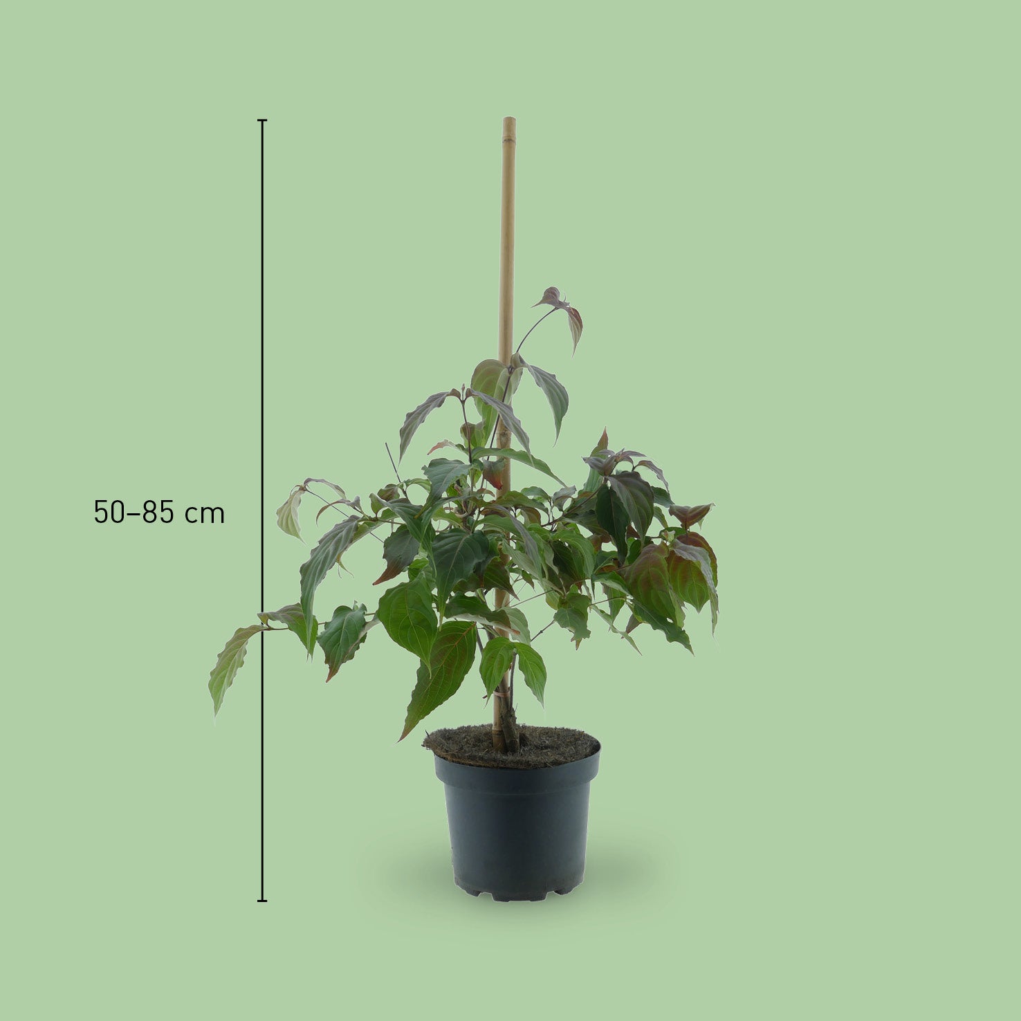 Größe des Cornus kousa 'Cappuccino'