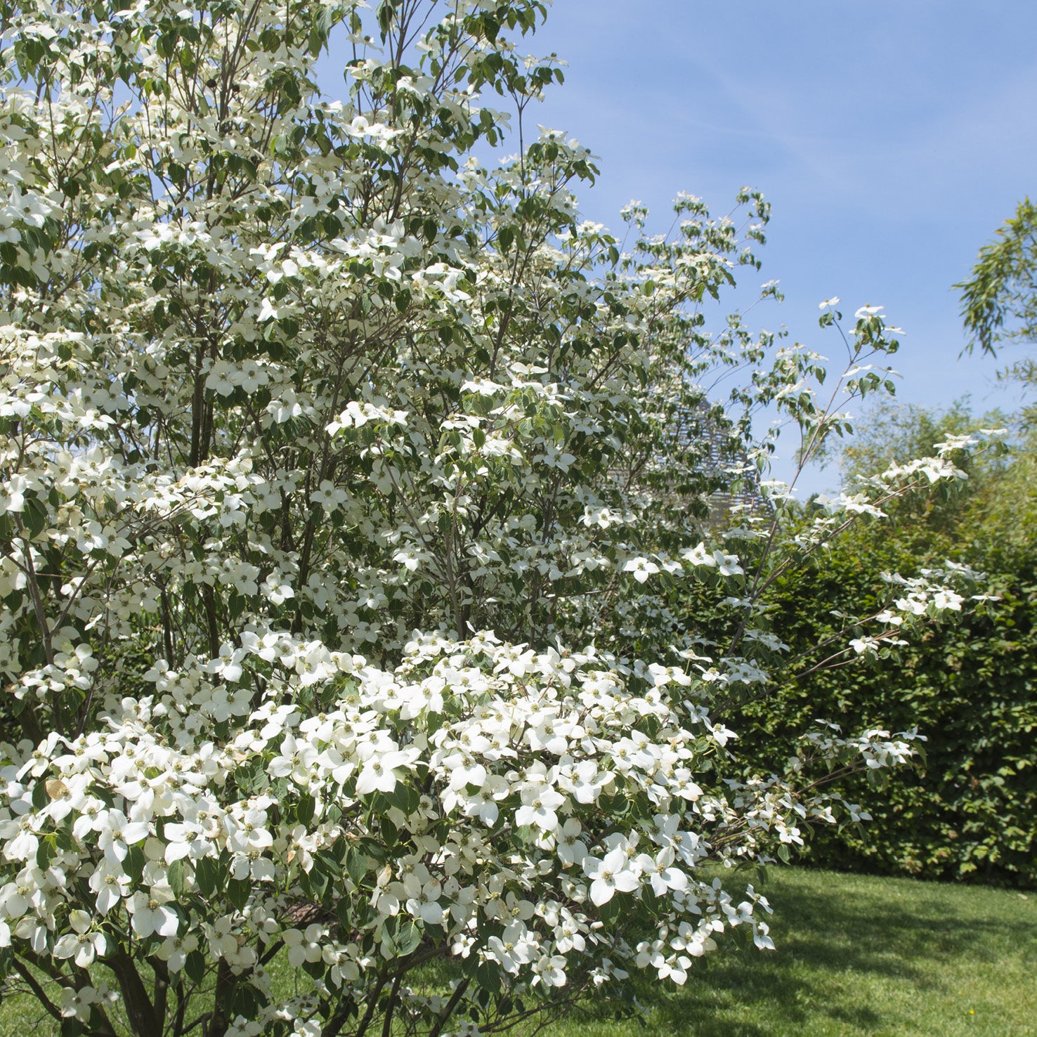 Blühender Cornus kousa 'Milky Way'