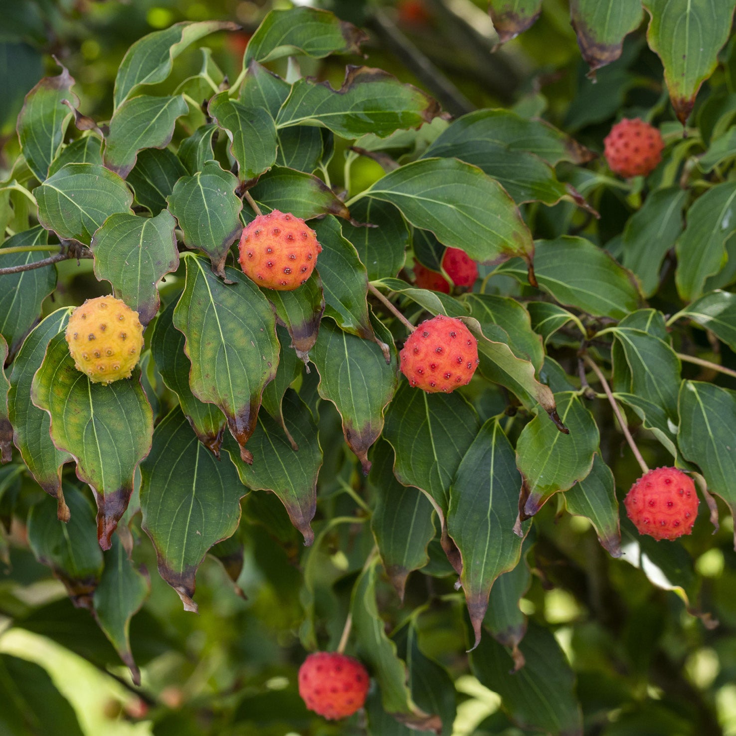 Früchte des Cornus kousa 'Milky Way'