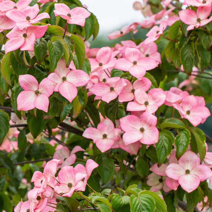 Blühender Cornus kousa 'Satomi'