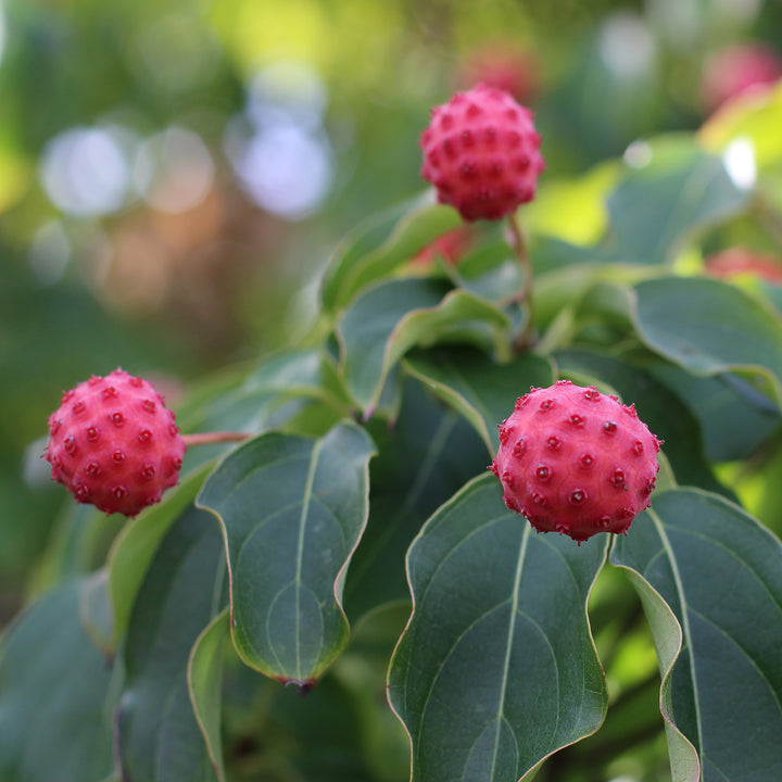 Früchte des Cornus kousa 'Satomi'