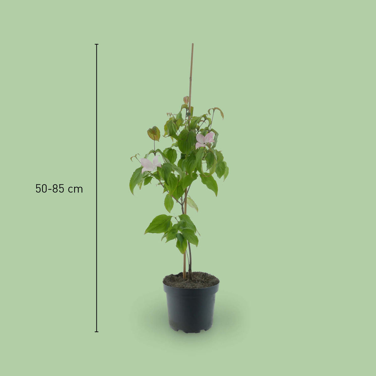 Größe des Cornus kousa 'Satomi'