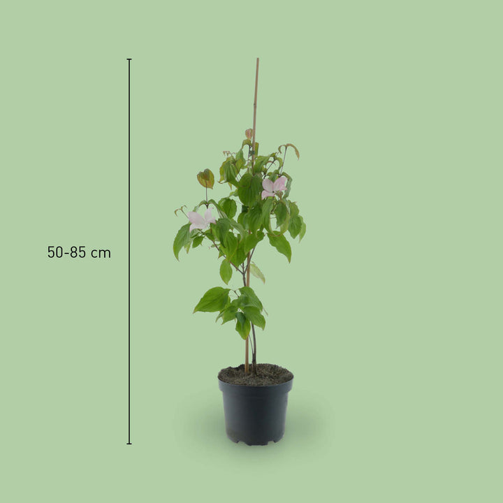 Größe des Cornus kousa 'Satomi'