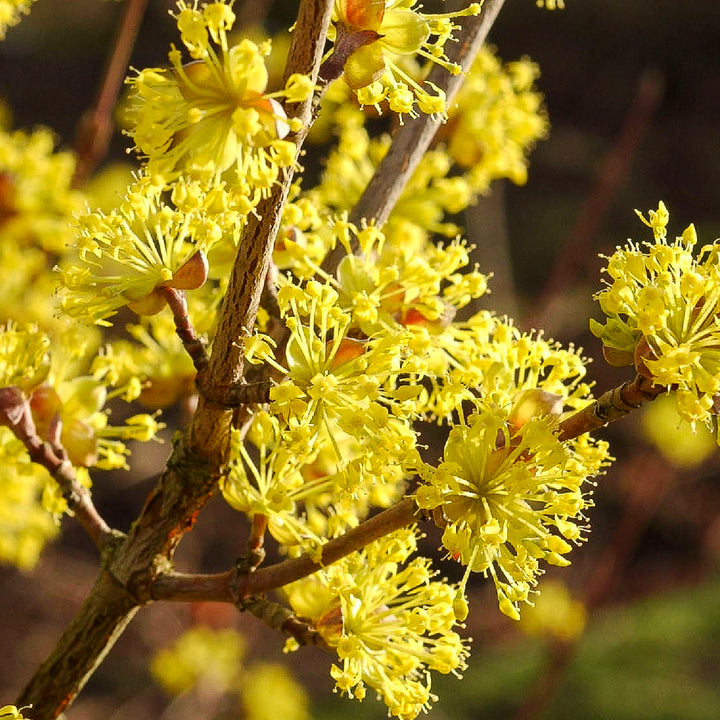Blüte von Cornus mas