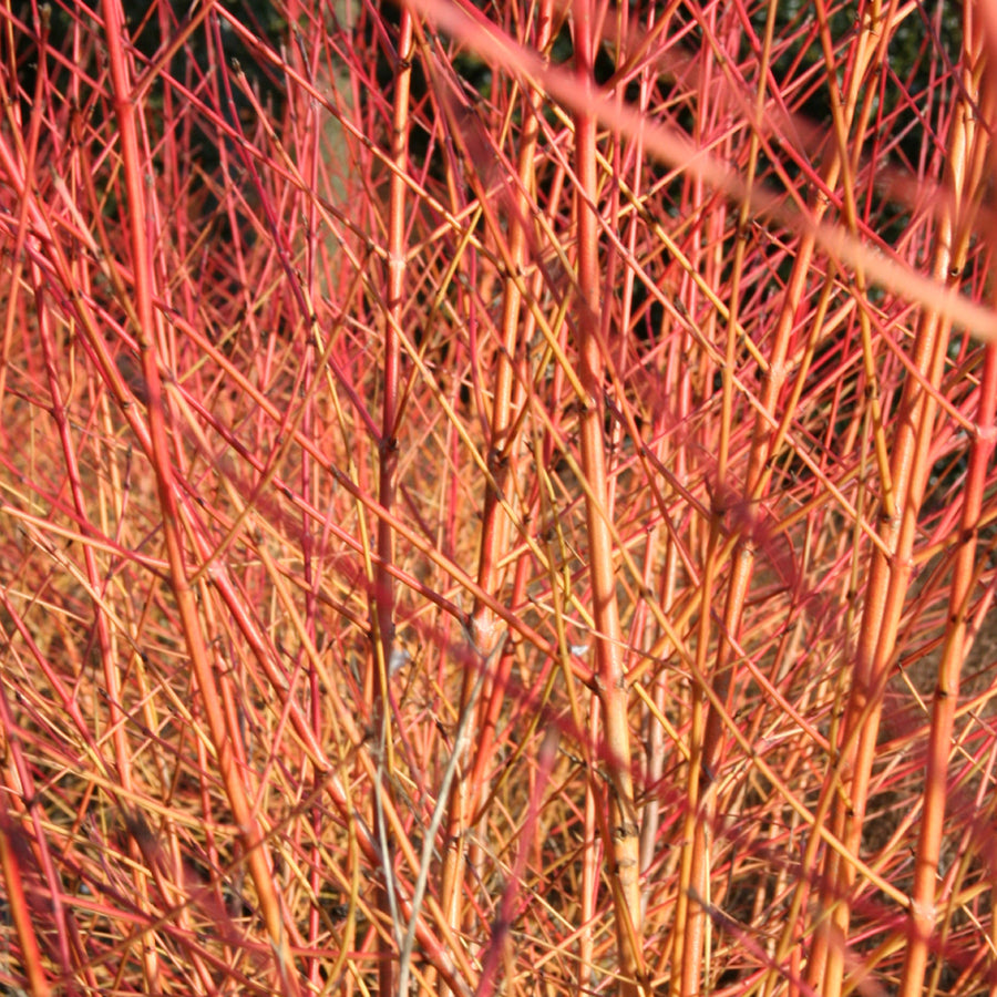 Cornus sanguineum 'Wintersun'