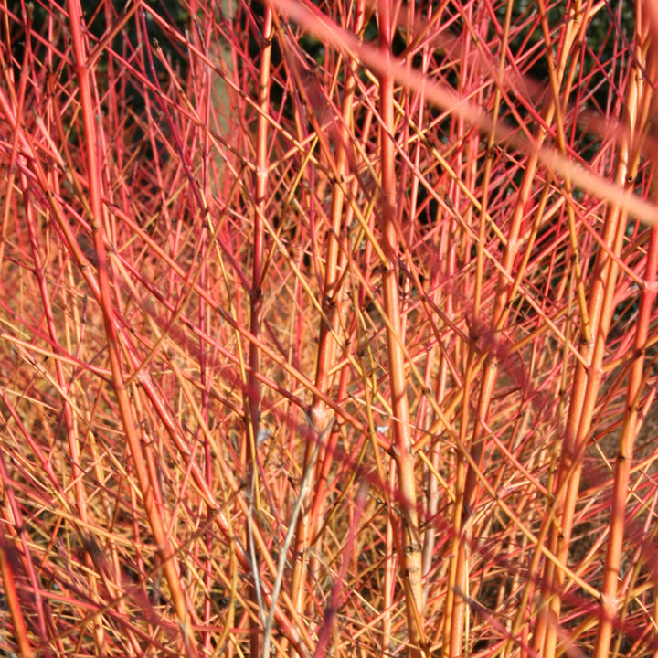 Cornus sanguineum 'Wintersun'