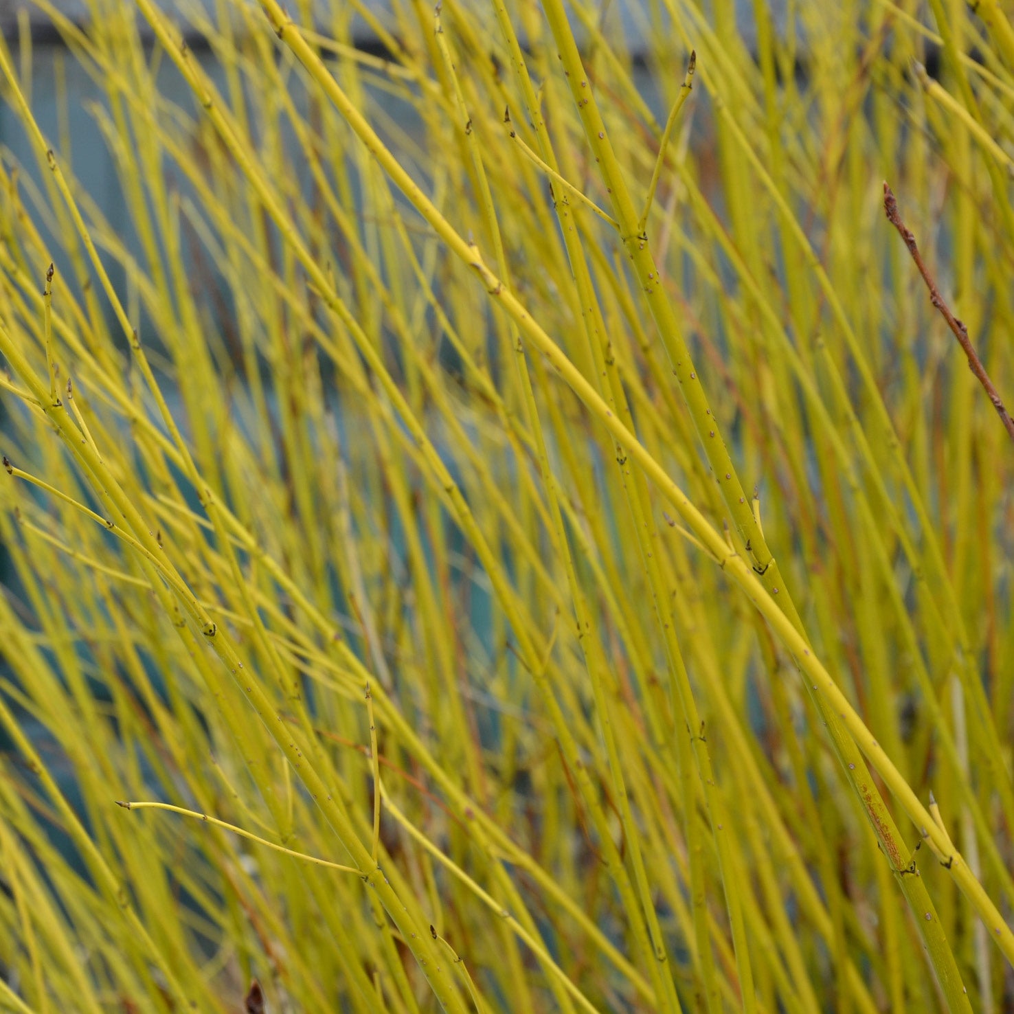 Austrieb des Cornus stolonifera 'Flaviramea'