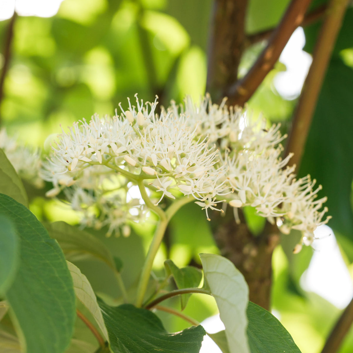 Blüte des Cornus stolonifera 'Flaviramea'