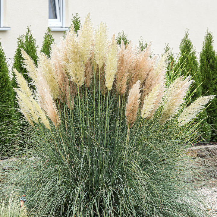 Cortaderia selloana 'Evita' im Garten