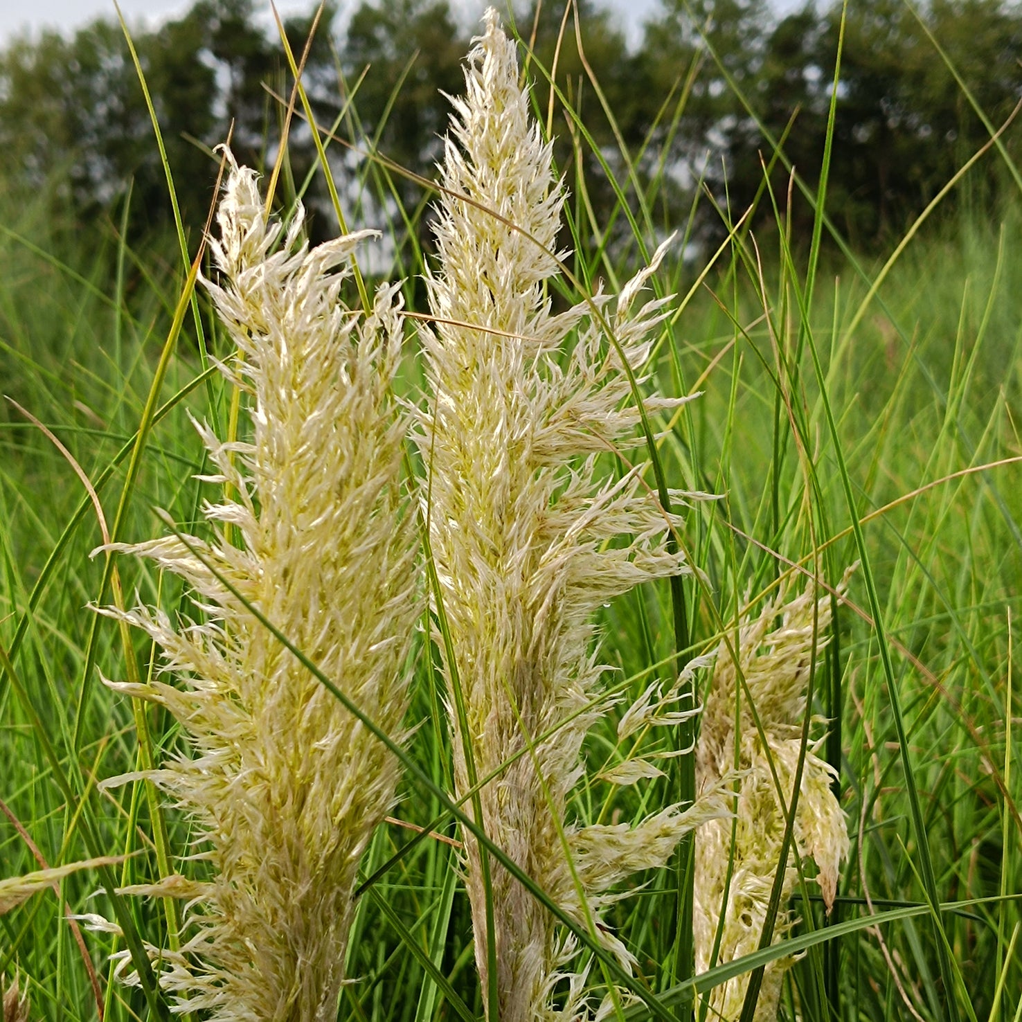 Cortaderia selloana 'Tiny Pampa'®