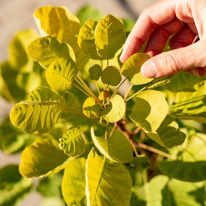 Blätter des Cotinus coggygria 'Golden Spirit'®