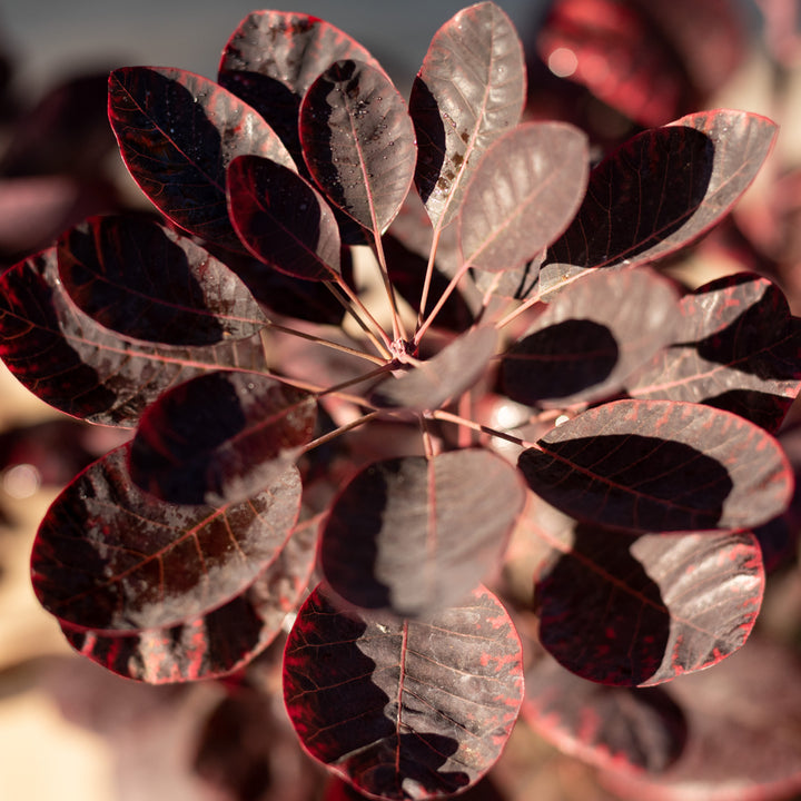 Cotinus coggygria 'Royal Purple'