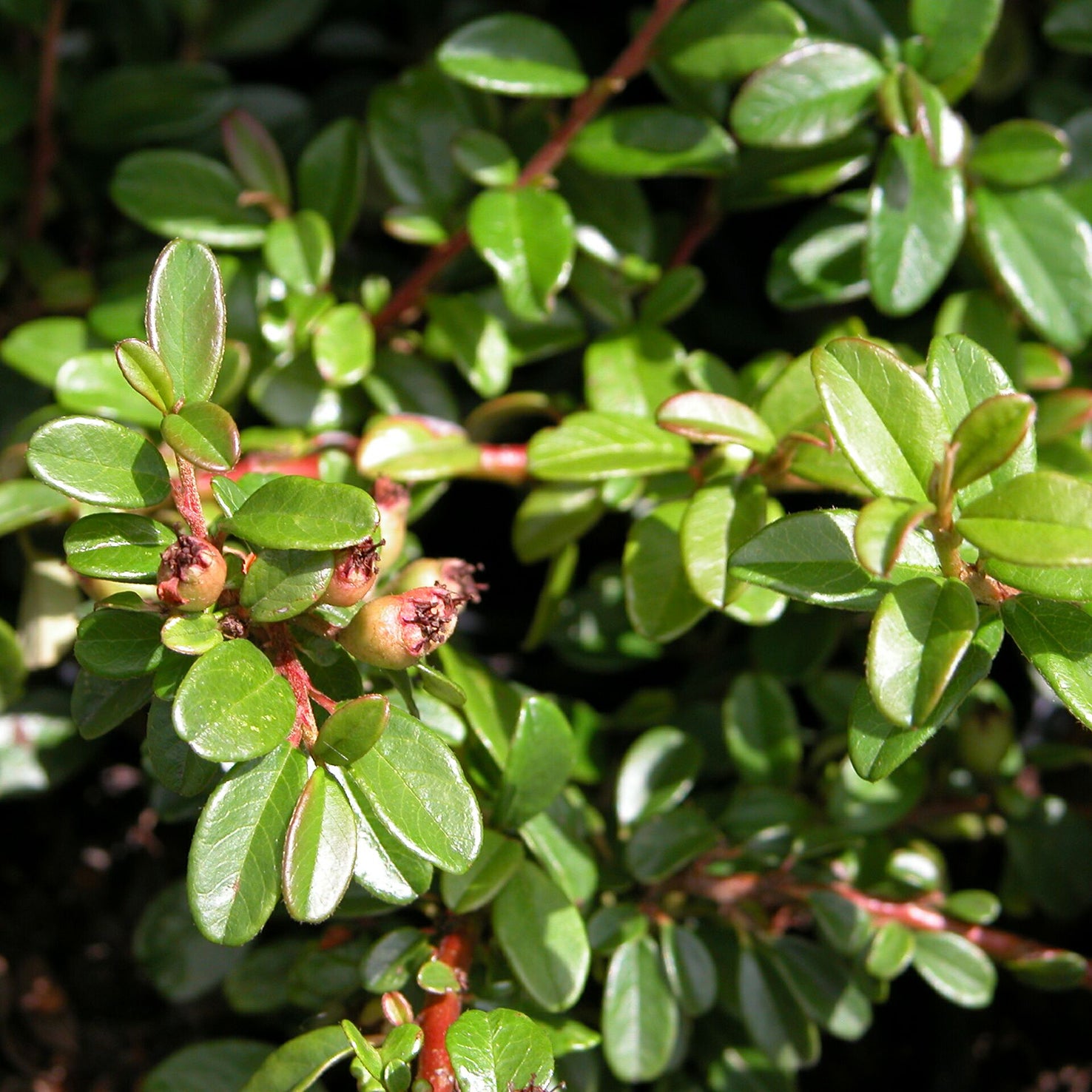 Cotoneaster dammeri 'Coral Beauty'