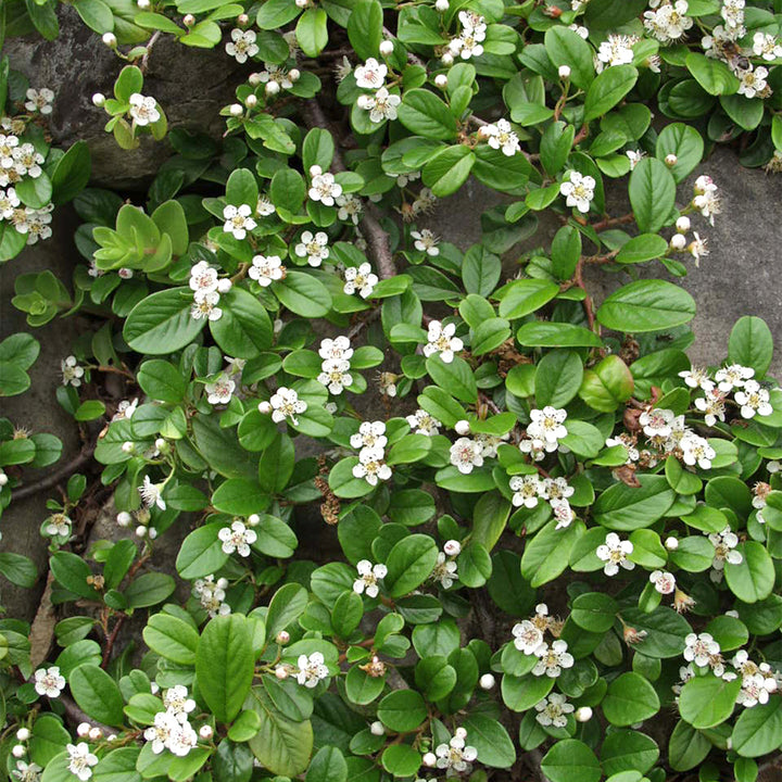 Cotoneaster dammeri radicans