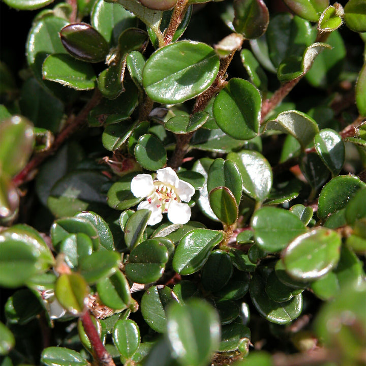 Cotoneaster procumbens 'Streibs Findling'