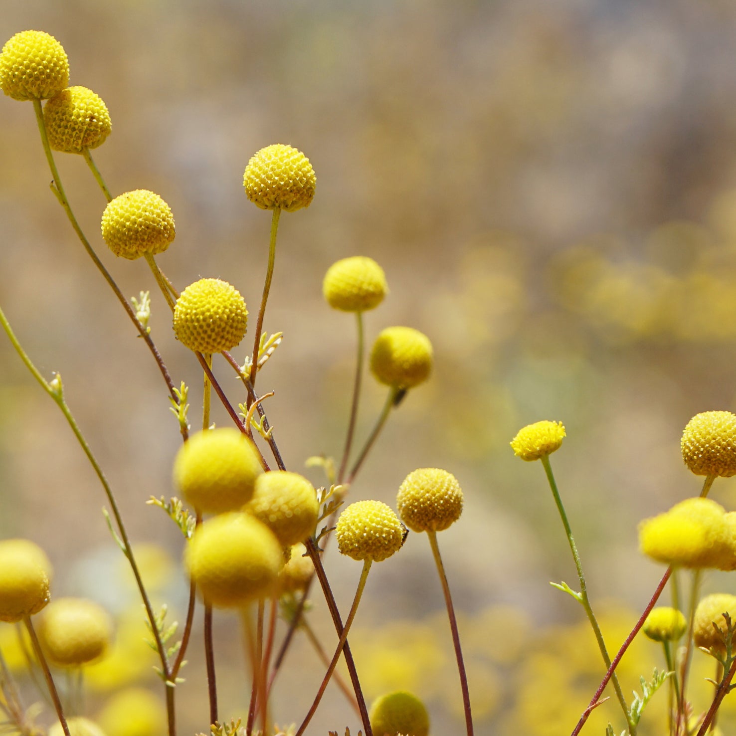 Craspedia globosa 'Golf Beauty®'