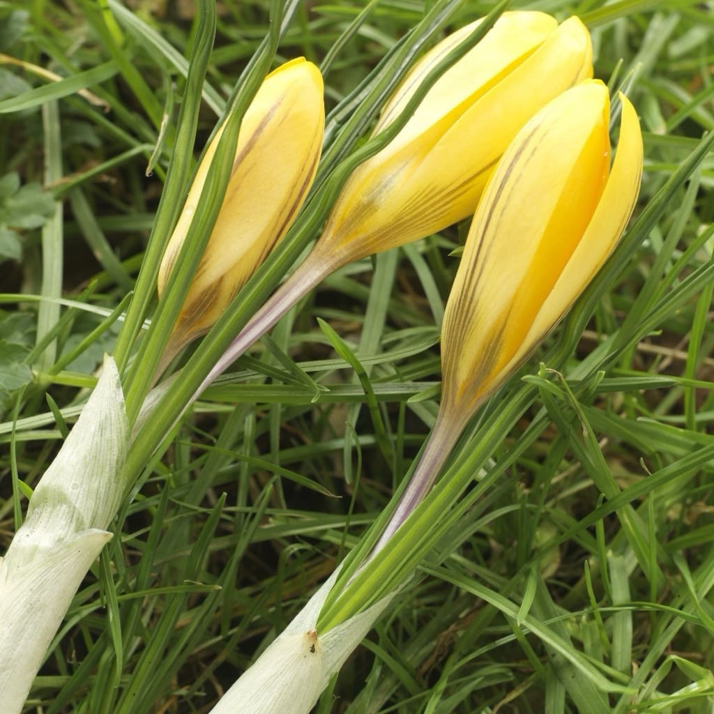 Crocus chrysanthus