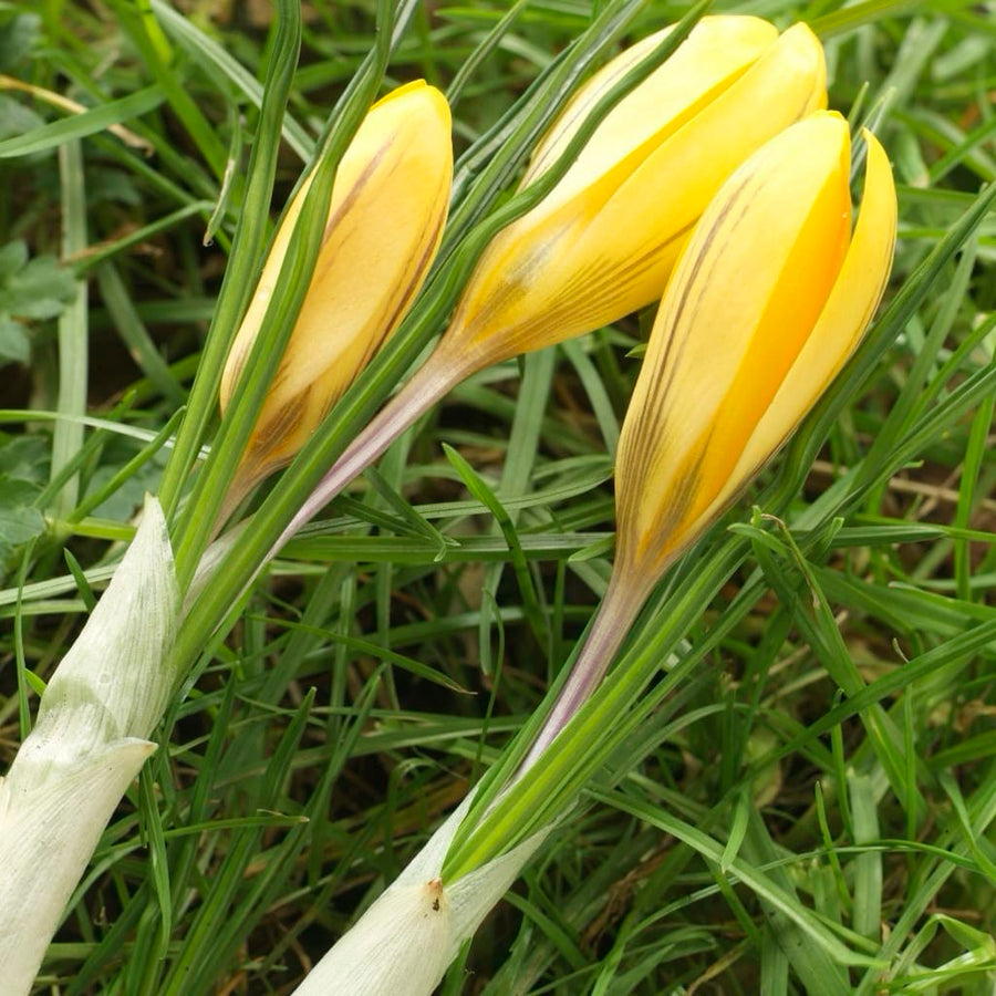 Crocus chrysanthus