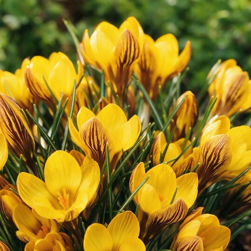 Crocus chrysanthus