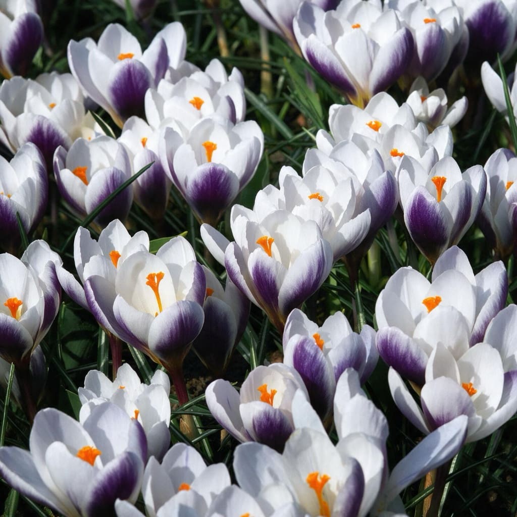 Crocus chrysanthus