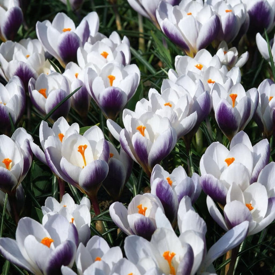 Crocus chrysanthus