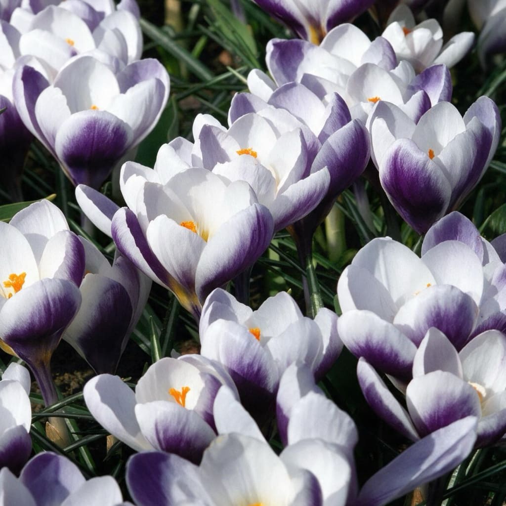 Wildkrokus 'Prins Claus' Weiß-Violett