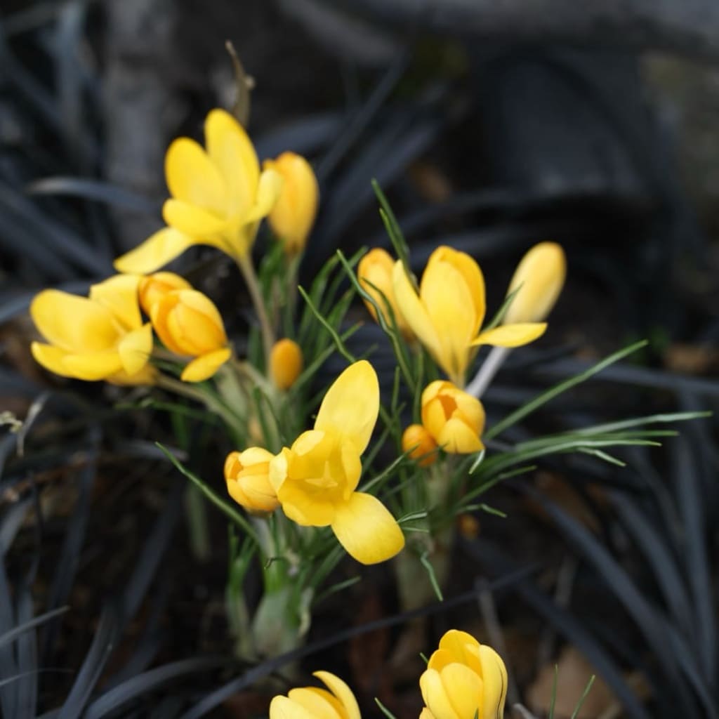 Crocus flavus