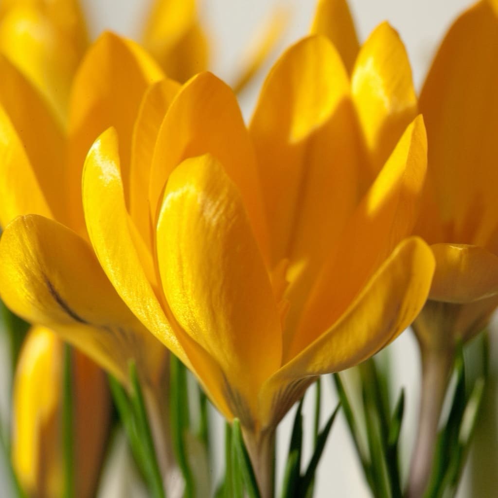 Crocus flavus