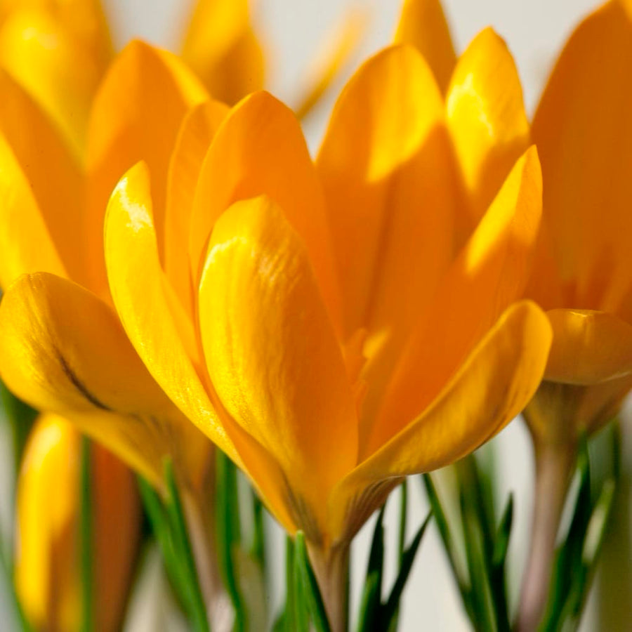 Crocus flavus