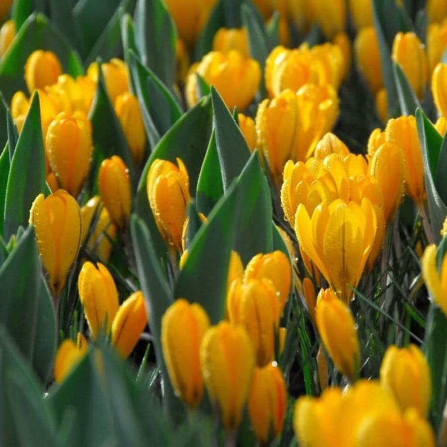 Großblumiger Krokus 'Golden Yellow' Gelb