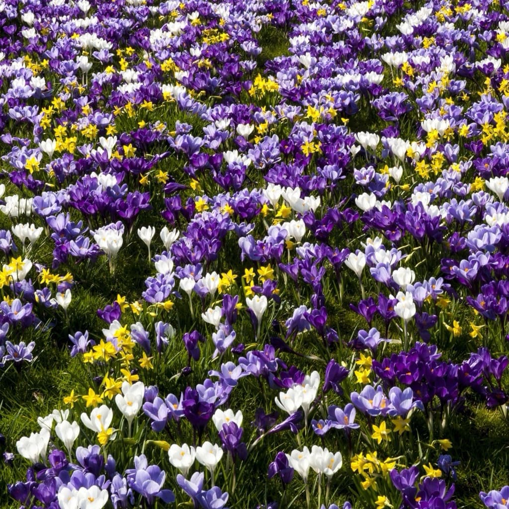 Crocus