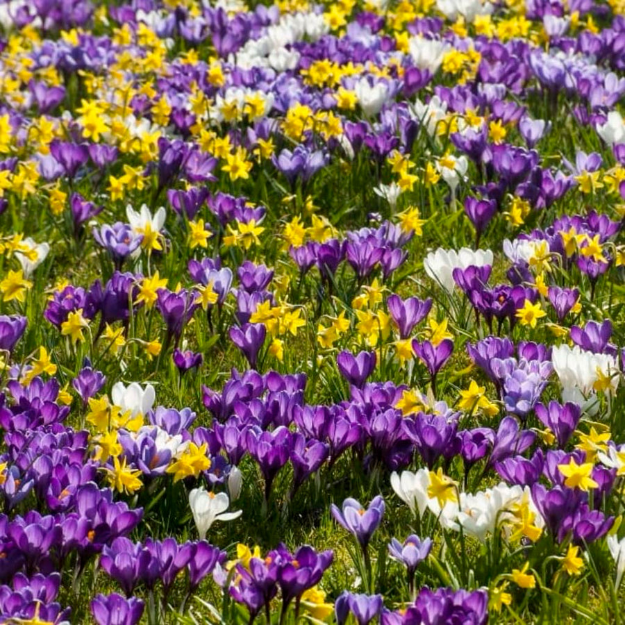 Krokuswiese Mix
