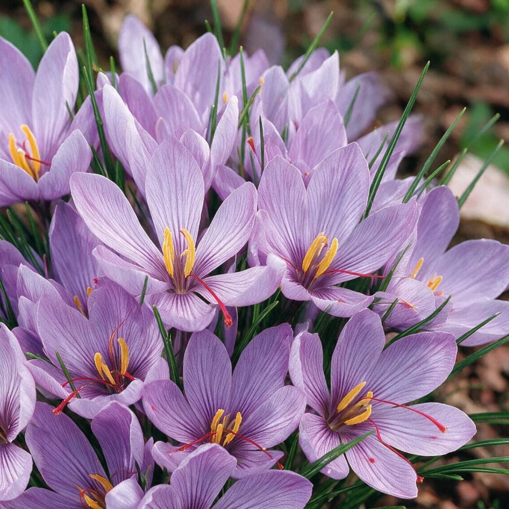 Crocus sativus