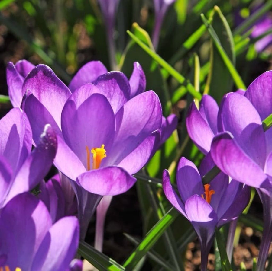 Wildkrokus 'Ruby Giant' Violett