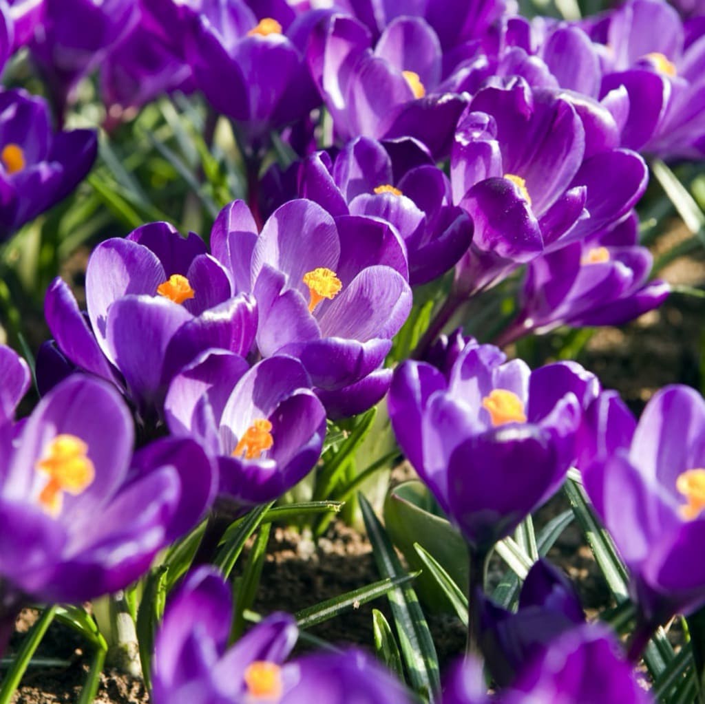 Crocus vernus