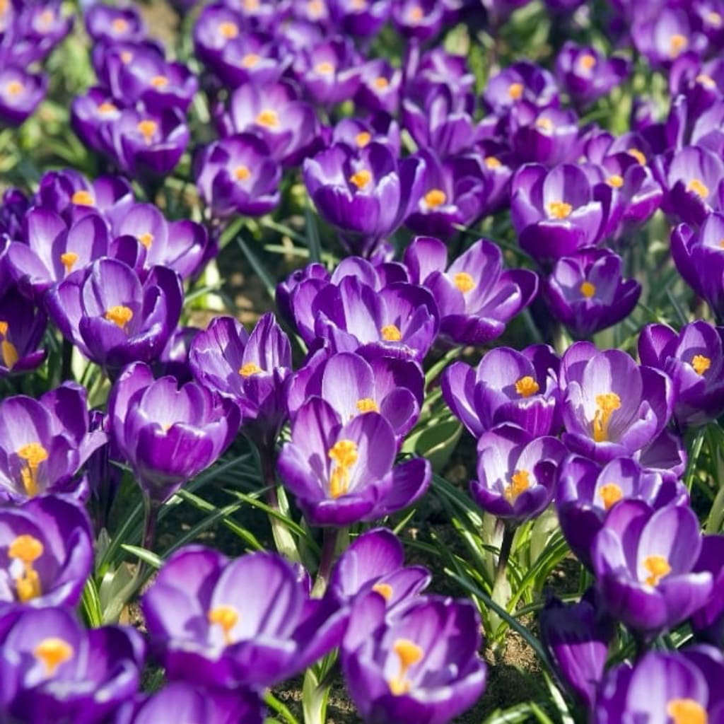 Bio-Großblumiger Krokus 'Flower Record' Violett